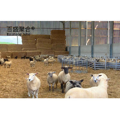 Château de fermes métalliques Structure en acier Maison de moutons préfabriquée avec conception de dessin PKPM