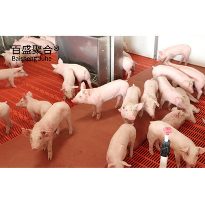 Structure en acier de caisse de farrowing pour une ferme moderne maison de porc
