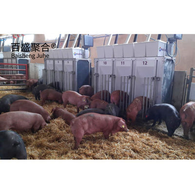 Équipement galvanisé pour l'élevage de porcs