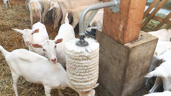 Élevage de l'acier Fournisseurs Structure en acier Poulet maison de poulet Conception de la disposition pour l'étable de chevaux
