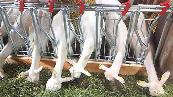 Élevage de l'acier Fournisseurs Structure en acier Poulet maison de poulet Conception de la disposition pour l'étable de chevaux