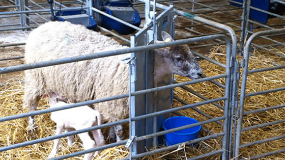 Élevage de l'acier Fournisseurs Structure en acier Poulet maison de poulet Conception de la disposition pour l'étable de chevaux