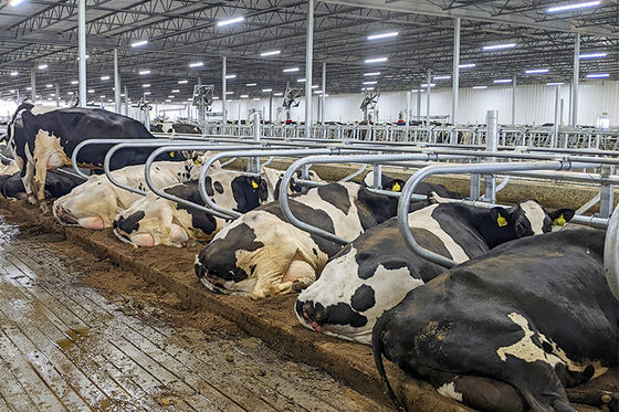 Un mur de toiture en tôle d'acier personnalisé Construction stable à cheval par des Chinois
