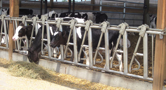 Un mur de toiture en tôle d'acier personnalisé Construction stable à cheval par des Chinois