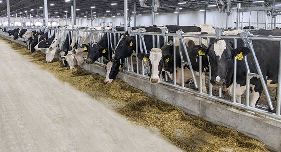 Un mur de toiture en tôle d'acier personnalisé Construction stable à cheval par des Chinois