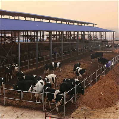 Cadre en acier léger, étagère préfabriquée de la ferme laitière avec panneau sandwich et fenêtre en PVC